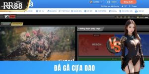 Đá gà cựa dao